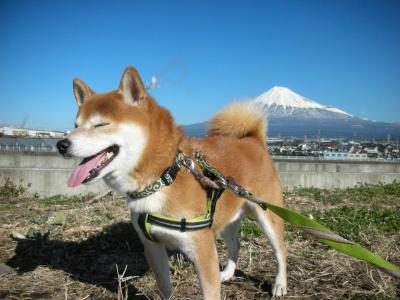 なんちゃって