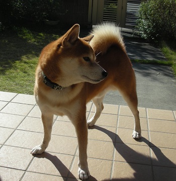 オイラの出番は?
