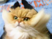 20120402002