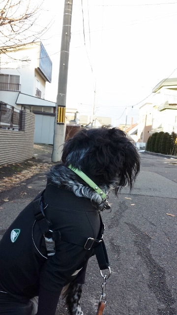 雪なし2