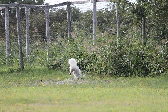 13IMG_0975.jpg