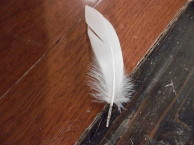 PC130012.jpg