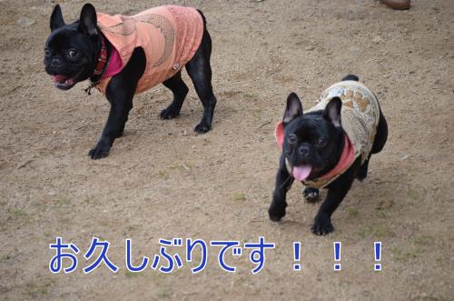 繝代・繧ュ繝ウ繧ー縺ョ繝峨ャ繧ー繝ゥ繝ウ縺ォ縺ヲ2jpg_convert_20130310223502