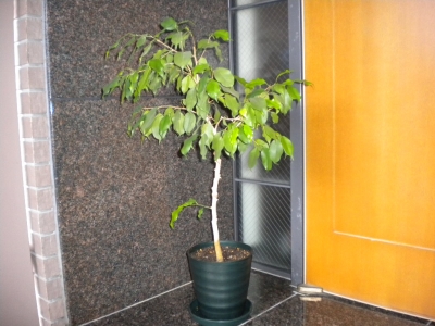 DSCN0419.jpg