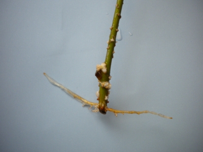DSCN1087.jpg