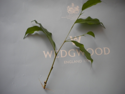 DSCN1088.jpg