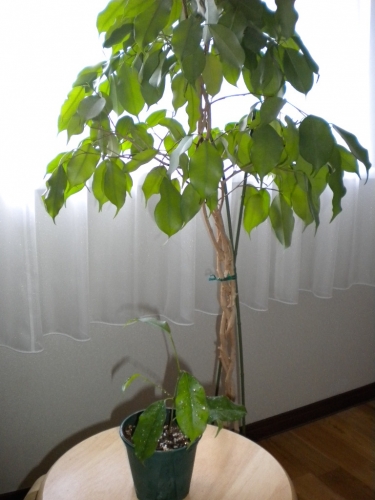 DSCN1097.jpg