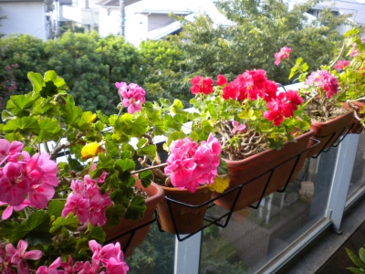 DSCN1104.jpg