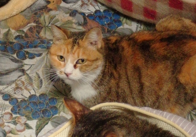 MX1_0435.jpg