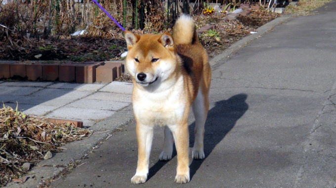 yasu005120318.jpg