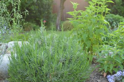 Garden-17_20130514.jpg