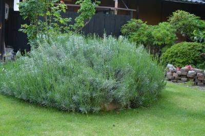 Garden-20_20130514.jpg