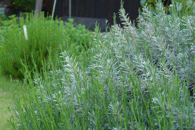 Garden-21_20130514.jpg