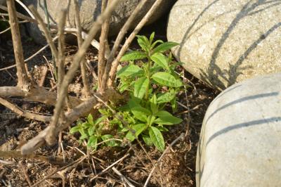 LemonVerbena-1_20130513.jpg