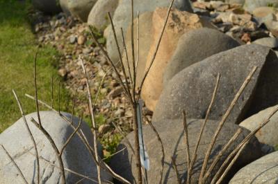 LemonVerbena-2_20130513.jpg