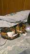 猫ーミックス
