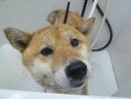 はな