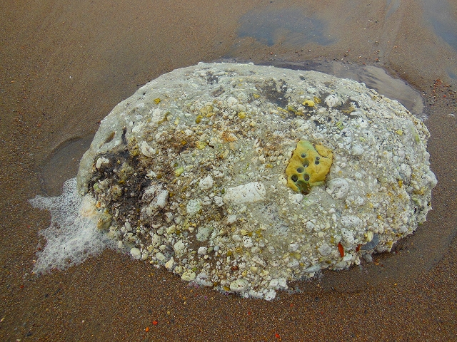 DSCN2098.jpg