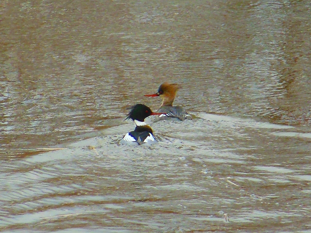 DSCN2120.jpg