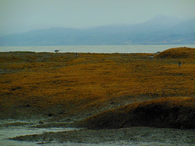 DSCN2339.jpg