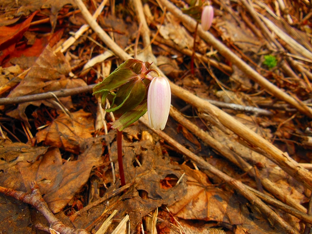 DSCN2438.jpg