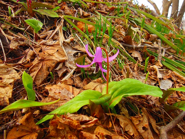 DSCN2449.jpg