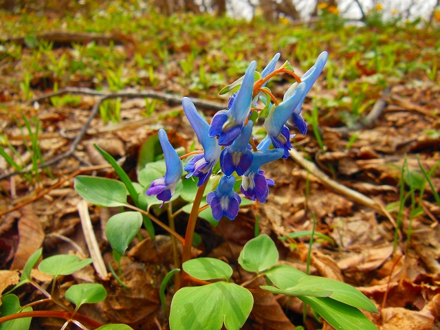 DSCN2452.jpg