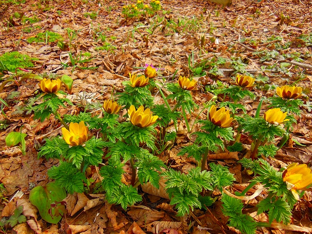 DSCN2458.jpg