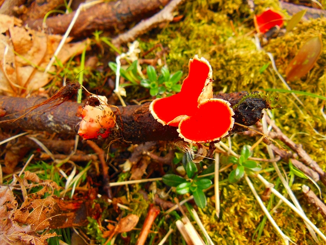 DSCN2462.jpg