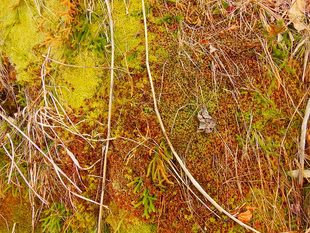 DSCN2468.jpg