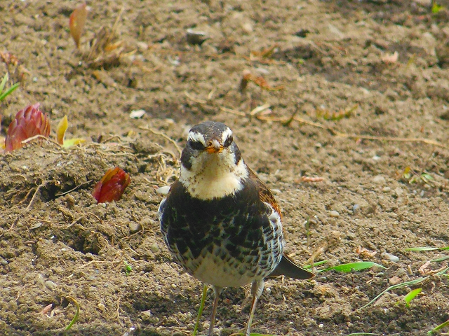DSCN2619.jpg