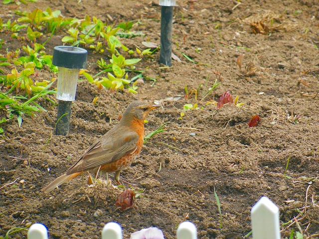 DSCN2636.jpg