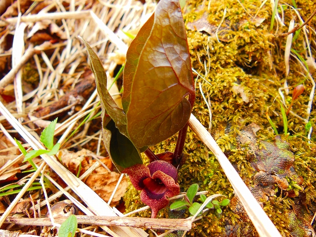 DSCN2649.jpg