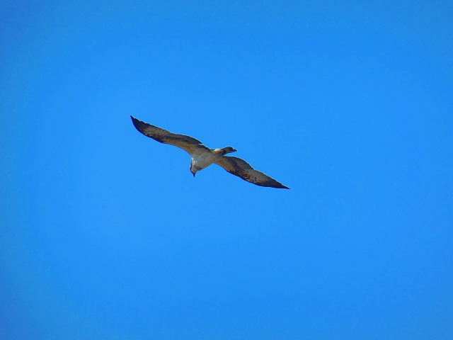 DSCN2767.jpg