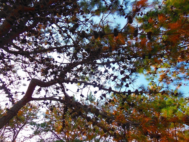 DSCN3184.jpg