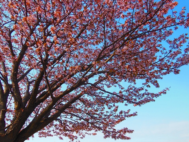 DSCN3197.jpg