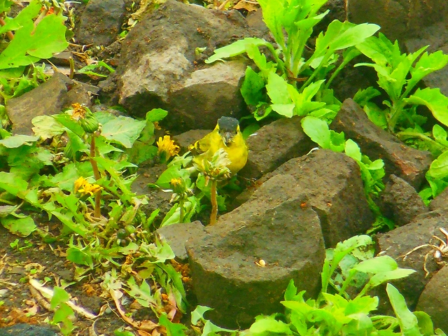DSCN3411.jpg