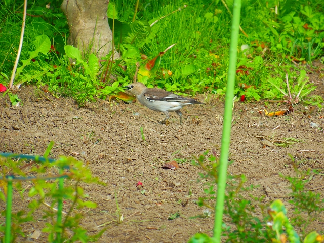 DSCN3894.jpg