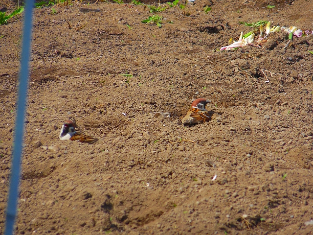 DSCN3971.jpg