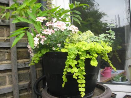 IMG_3027_convert_20130722072743.jpg