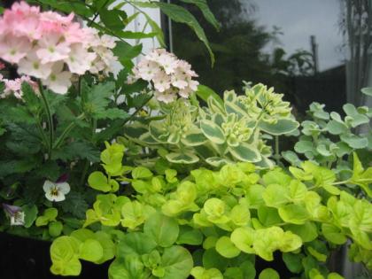 IMG_3028_convert_20130722072800.jpg