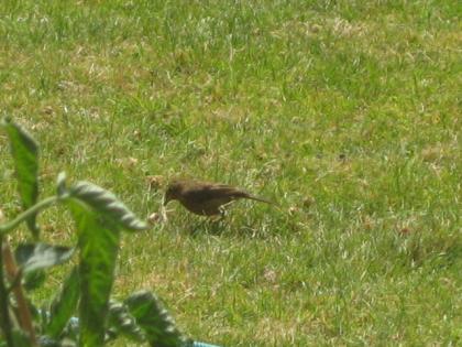 IMG_3046_convert_20130722072616.jpg