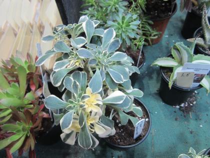 IMG_4124_convert_20130330094223.jpg