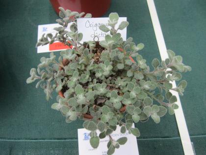 IMG_4189_convert_20130328052939.jpg