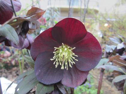 IMG_4238_convert_20130328014656.jpg