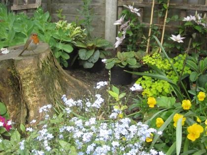 イギリスの片隅で庭仕事 カンタベリーベル オリエンタルポピー2種開花