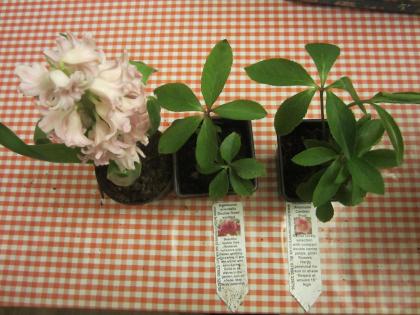IMG_4269_convert_20130328014848.jpg