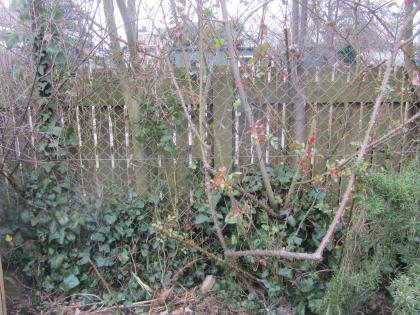 イギリスの片隅で庭仕事 庭の問題 金網フェンスとネトル