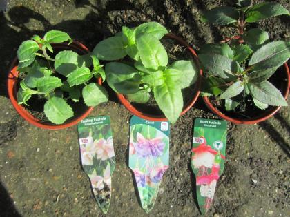 IMG_5242_convert_20130415065812.jpg