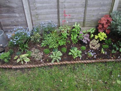 イギリスの片隅で庭仕事 日陰花壇の植え替え 斑入り三昧